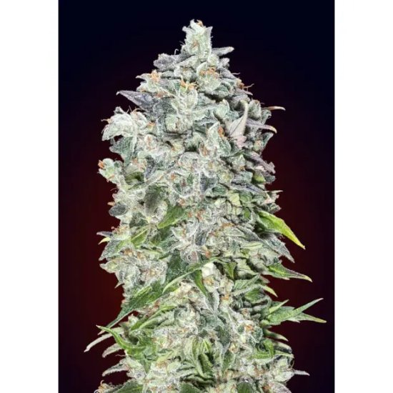 00 Seeds Auto 00 Kush - feminised