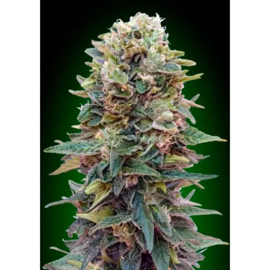 00 Seeds Auto Afghan Mass - feminised