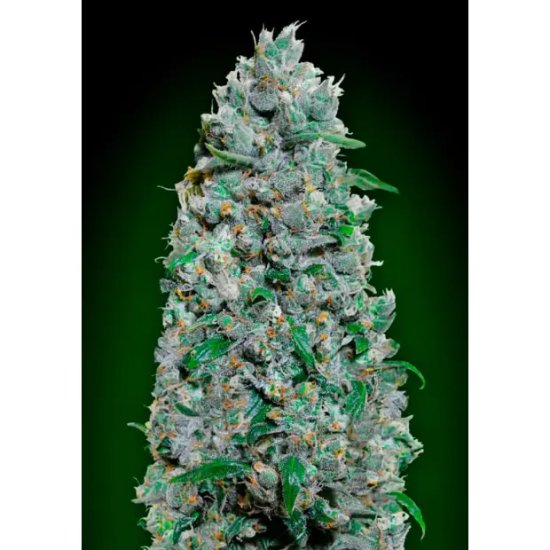 00 Seeds Auto Afghan Mass XXL - feminised