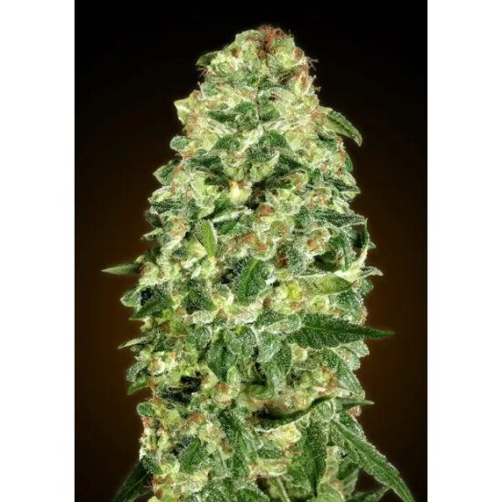 00 Seeds Auto California Kush - feminised