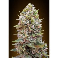 00 Seeds Auto Cheese Berry - feminised