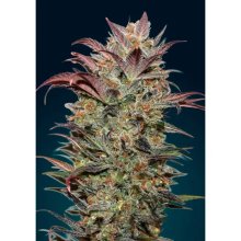 00 Seeds Auto Chocolate Cream - feminised