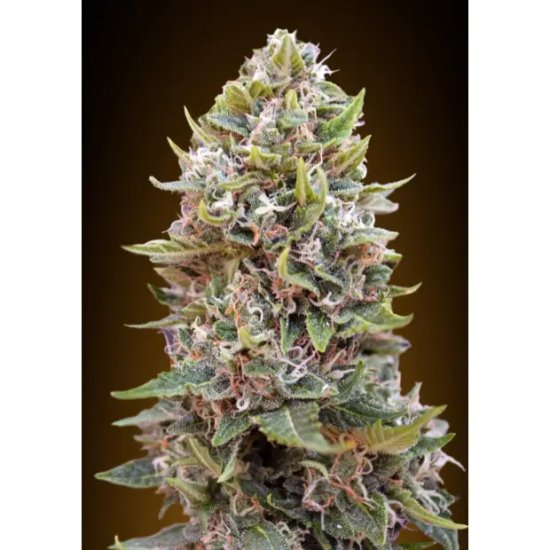 00 Seeds Auto Collection #3 - feminised