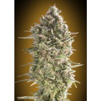 00 Seeds Auto Do-Si-Dos Cookies - feminised