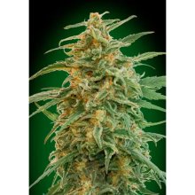 00 Seeds Auto Gorilla - feminised