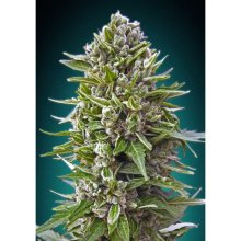 00 Seeds Auto Northern Lights - feminised