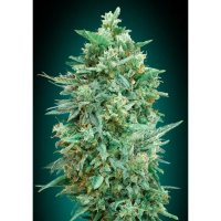 00 Seeds Auto Northern Lights XXL - feminised