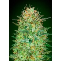 00 Seeds Auto Sweet Critical - feminised