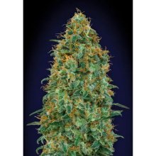 00 Seeds Blueberry - feminised