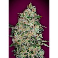 00 Seeds Bubble Gum Fast - feminised