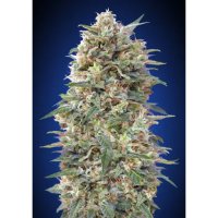 00 Seeds California Kush - feminised