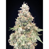 00 Seeds California Kush Fast - feminised