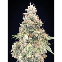 00 Seeds California Kush Fast - feminised