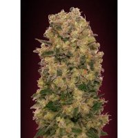 00 Seeds Caramel Kush - feminised