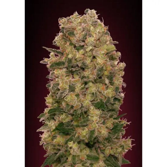 00 Seeds Caramel Kush - feminised