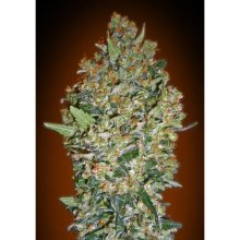 00 Seeds Cheese Berry - feminised