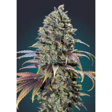 00 Seeds Chocolate Cream - feminised