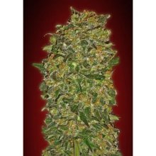 00 Seeds Chocolate Kush - feminised