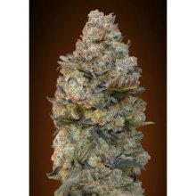 00 Seeds Chocolate Skunk - feminised