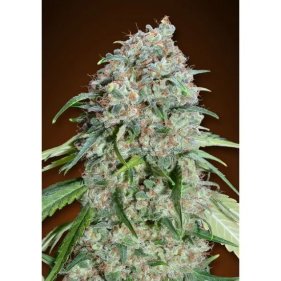 00 Seeds Chocolate Skunk CBD - feminised