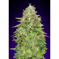 00 Seeds Critical Poison Fast - feminised