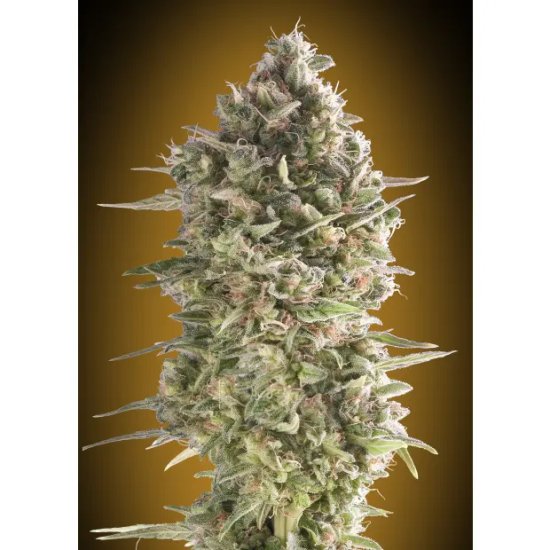 00 Seeds Do-Si-Dos Cookies - feminised