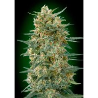 00 Seeds Gorilla Fast - feminised