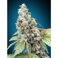 00 Seeds Harlequín CBD - feminised