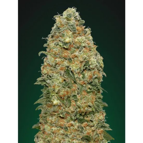 00 Seeds White Widow - feminised