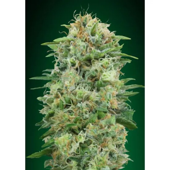 00 Seeds White Widow CBD - feminised