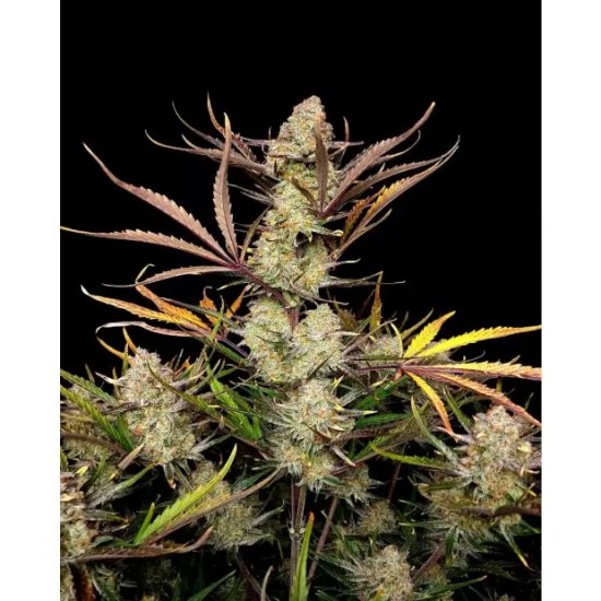 420 Fast Buds Apple Strudel Auto - feminised