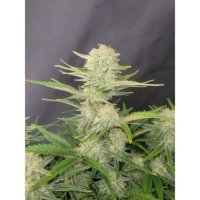 420 Fast Buds Apricot Auto - feminised