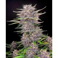 420 Fast Buds Banana Purple Punch Auto - feminised