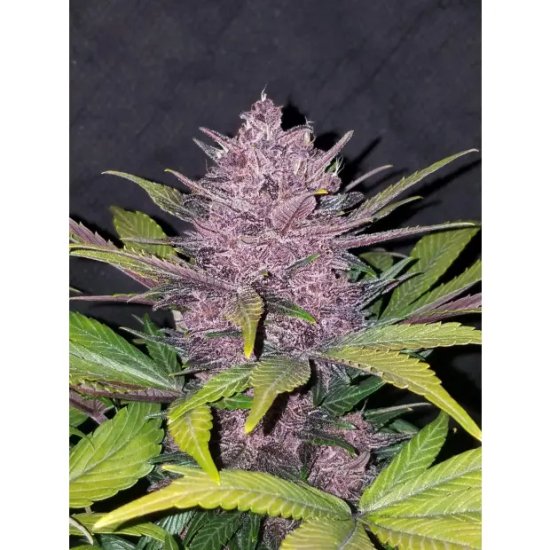 420 Fast Buds Blackberry Auto - feminised