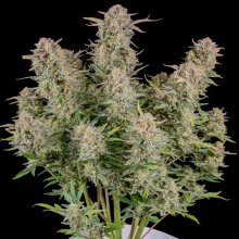 420 Fast Buds Bruce Banner Auto - feminised