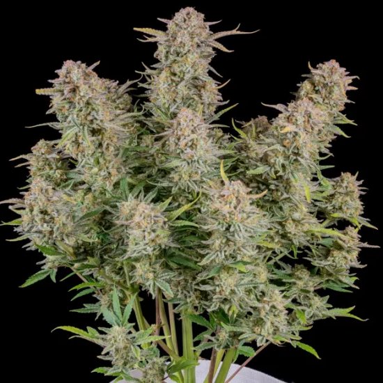 420 Fast Buds Bruce Banner Auto - feminised