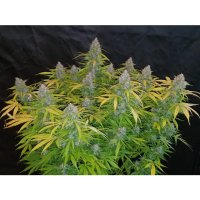 420 Fast Buds Californian Snow Auto - feminised