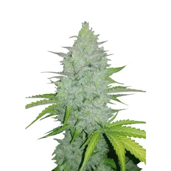 420 Fast Buds Cheese Auto - feminised