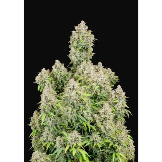 420 Fast Buds Cinderella Auto - feminised