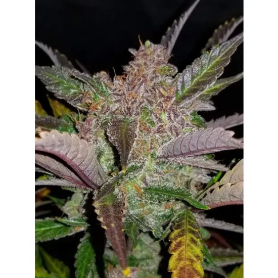 420 Fast Buds Cream Cookies Auto - feminised