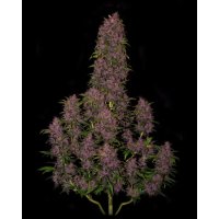 420 Fast Buds Crystal M.E.T.H. Auto - feminised