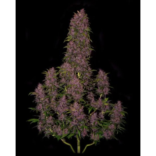 420 Fast Buds Crystal M.E.T.H. Auto - feminised