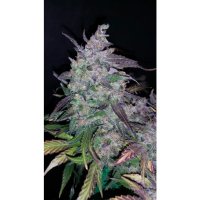 420 Fast Buds Fastberry Auto - feminised