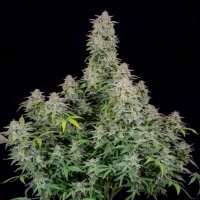 420 Fast Buds Forbidden Runtz Auto - feminised