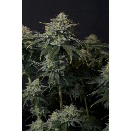 420 Fast Buds Gorilla Cookies FF - feminised