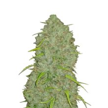 420 Fast Buds Jack Herer Auto - feminised