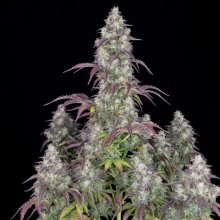 420 Fast Buds Lemon Pie Auto - feminised