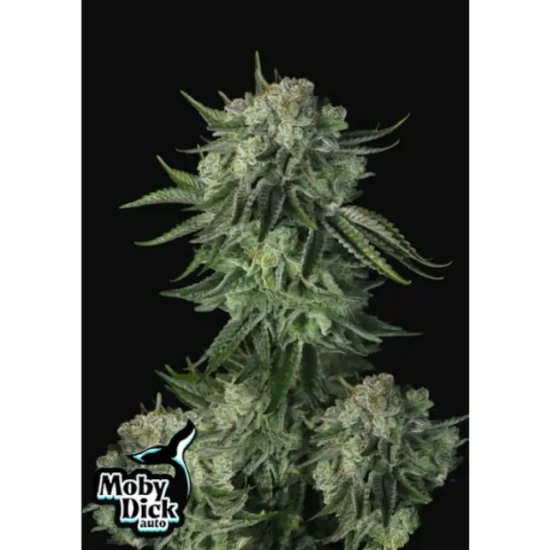 420 Fast Buds Moby Dick Auto - feminised