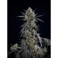 420 Fast Buds Pound Cake Auto - feminised