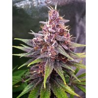 420 Fast Buds Purple Lemonade FF - feminised